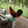 My best rooster available Image 6