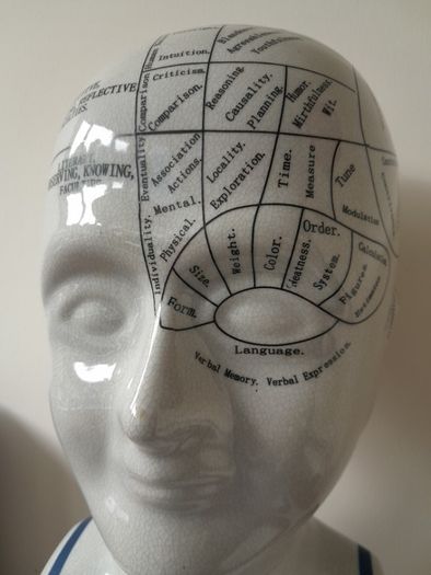 L.N. Fowler Phrenology Head 40cm