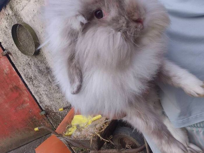rabbit Mini lop
