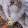 rabbit Mini lop Image 4