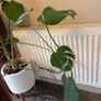 Monstera Plant (Pot not included) Image 3