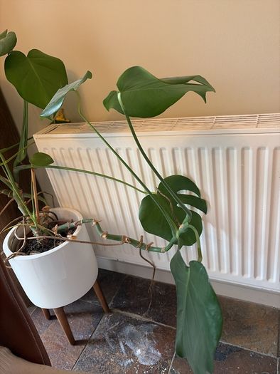 Monstera Plant (Pot not included)