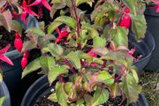 Fuchsia plants