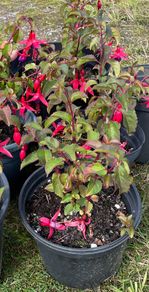 Fuchsia plants