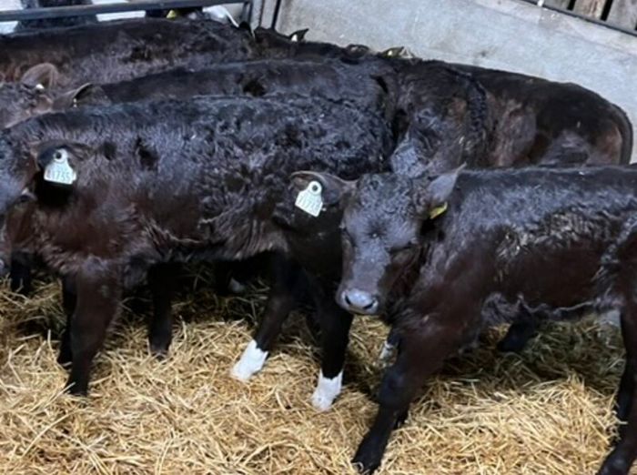 Limousin Calves