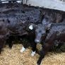 Limousin Calves Image 3