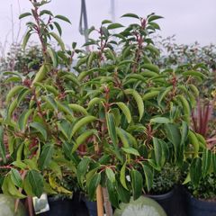 lolly pop half standard prunus Laurel