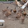 fertile duck eggs Image 2
