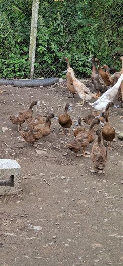 fertile duck eggs