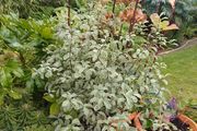 Varigated Pittosporum 3ft high