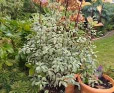 Varigated Pittosporum 3ft high