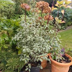 Varigated Pittosporum 3ft high