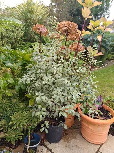 Varigated Pittosporum 3ft high