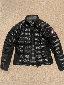 Canada goose