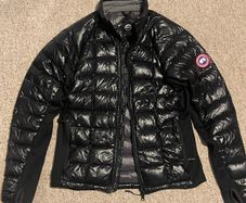 Canada goose