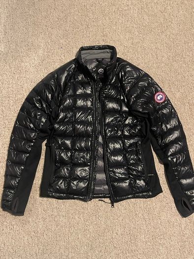 Canada goose