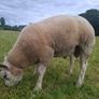 Purebred Beltex Ram Image 3