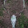 Sika Deer Antlers Image 2