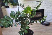 plant Zamioculcas
