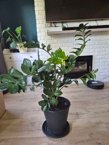 plant Zamioculcas