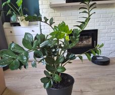 plant Zamioculcas