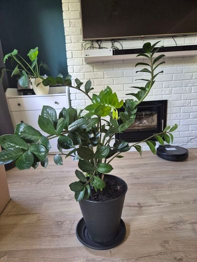 plant Zamioculcas