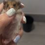 Syrian hamster Image 2