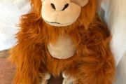Rare Endangered Species Orangutan
