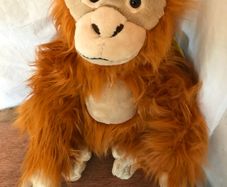 Rare Endangered Species Orangutan