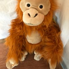 Rare Endangered Species Orangutan