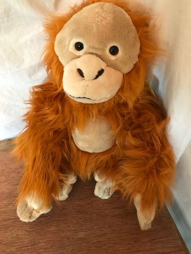 Rare Endangered Species Orangutan