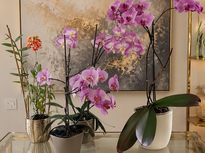 4 Orchids for Sale