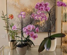 4 Orchids for Sale