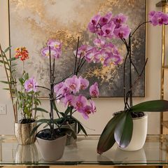 4 Orchids for Sale