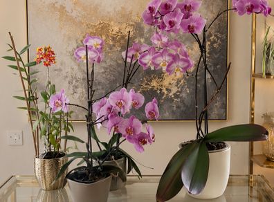 4 Orchids for Sale