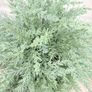 New 58cm high bespoke indoor/outdoor rustic rattan planter with faux tree Image 9
