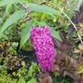 Buddlia Butterfly Bush Image 10