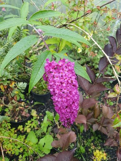Buddlia Butterfly Bush