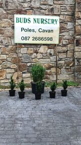 Blight Free Box Hedging Euonymus
