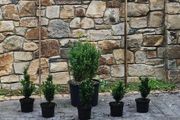 Blight Free Box Hedging Euonymus