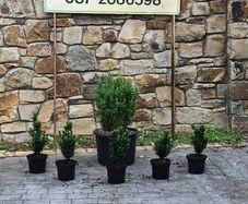 Blight Free Box Hedging Euonymus