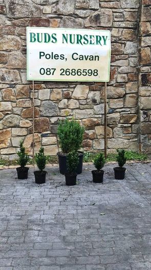 Blight Free Box Hedging Euonymus