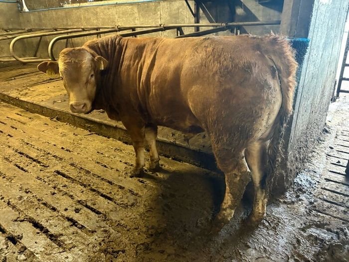 Pedigree Limousin 5 Bulls