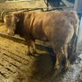 Pedigree Limousin 5 Bulls Image 3