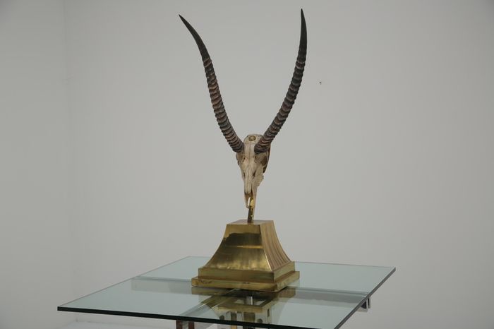 Taxidermy Study of Gazelle With Antlers by Anthony Redmile, London, 1970s.