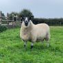 Milford Hogget Ram Image 3
