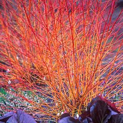 Offshoots, Divisions and Seedlings