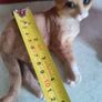 SET OF 2 Orange Cat Sitting. Image 9