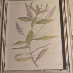 Framed Water Coloer  And Signed Hebe By Natalie Taylor