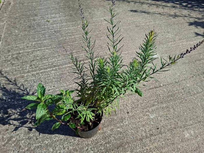 2 Lineria purpurea + 1 chocolate mint + 1 lemon balm in a pot